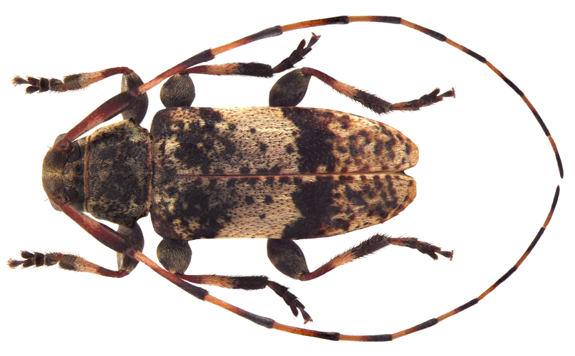 Leiopus nebulosus (Linné, 1758) male (4606508767).jpg © Udo Schmidt from Deutschland
