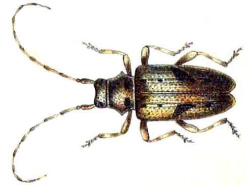 Pogonocherus ovatus.jpg © Edmund Reitter, K.G. Lutz