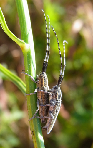 Agapanthia cardui couple.JPG © Siga