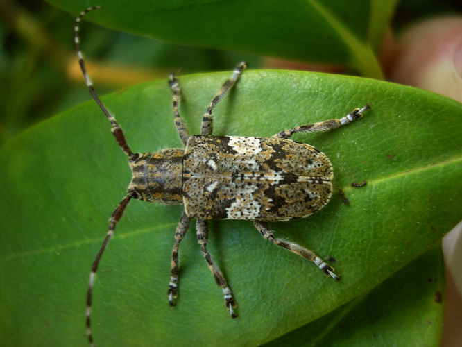 Mesosa nebulosa - Meulenbelt20080506 409.jpg © Pudding4brains