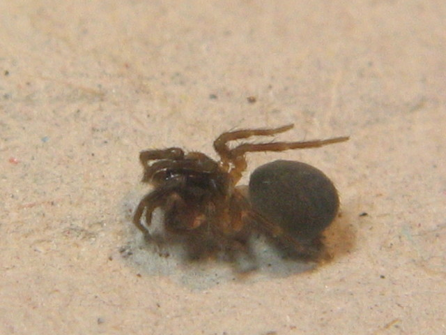 Hahnia nava.jpg © Zoologische Staatssammlung Muenchen