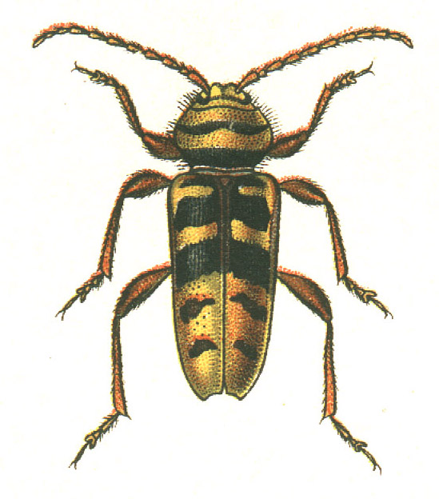 Plagionotus detritus.jpg © G.G. Yakobson