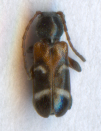 Poecilium alni.jpg © Laisverobotams