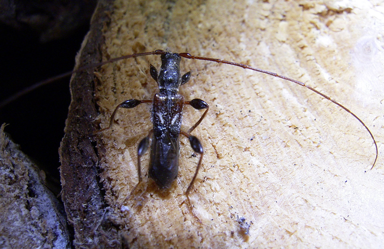 Molorchus minor.jpg © myself