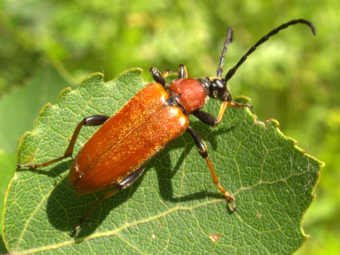 XN Stictoleptura rubra 01.jpg © Guido Gerding