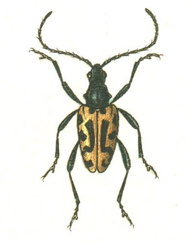 Brachyta interrogationis.jpg © G.G. Yakobson