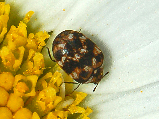 Dermestidae - Anthrenus verbasci.JPG © Hectonichus