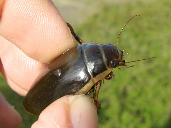 Dytiscus circumcinctus1.jpg © Lymantria