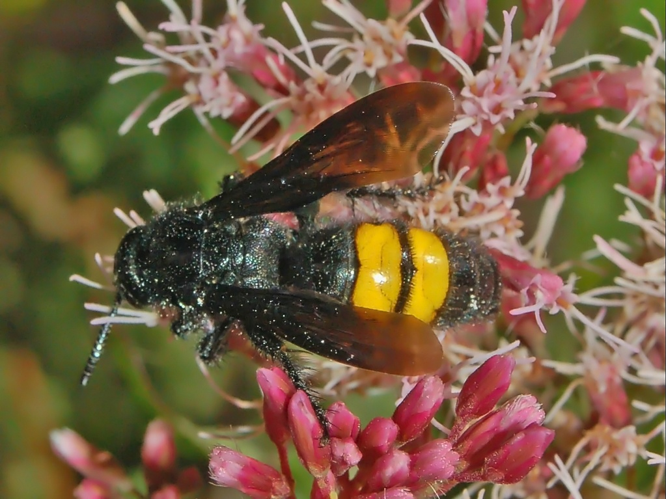 Scoliidae - Scolia hirta-1.JPG © Hectonichus
