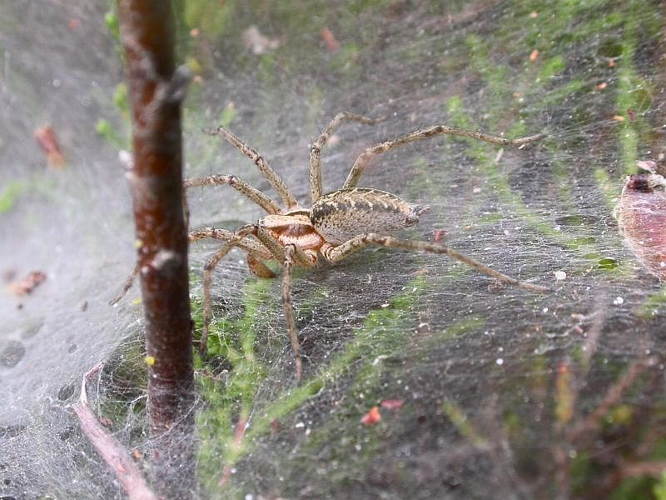 Agelena labyrinthica.jpg © Jean-Jacques MILAN 13:36, 22 June 2007 (UTC)