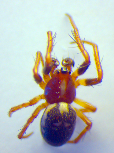 Hypsosinga albovittata.jpg © Zoologische Staatssammlung Muenchen