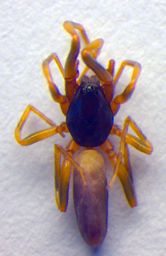 Harpactea hombergi.jpg © Zoologische Staatssammlung Muenchen