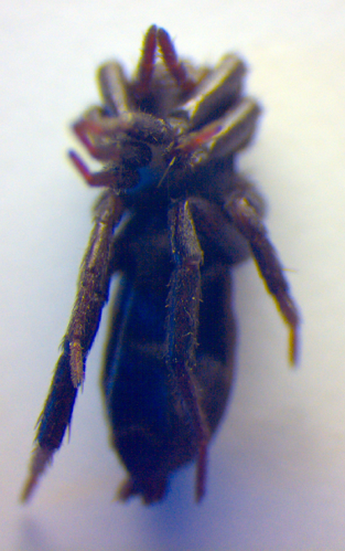 Drassyllus praeficus.jpg © Zoologische Staatssammlung Muenchen
