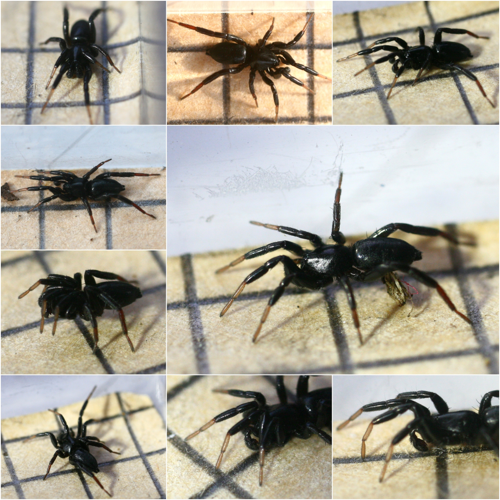 Drassyllus pusillus.jpg © Phil