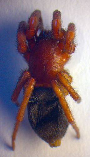 Scotophaeus scutulatus.jpg © Zoologische Staatssammlung Muenchen