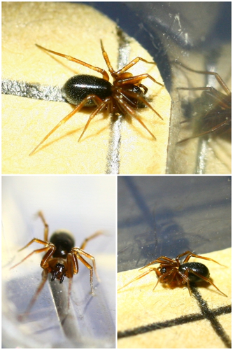 Agyneta conigera (5535119771).jpg © Phil