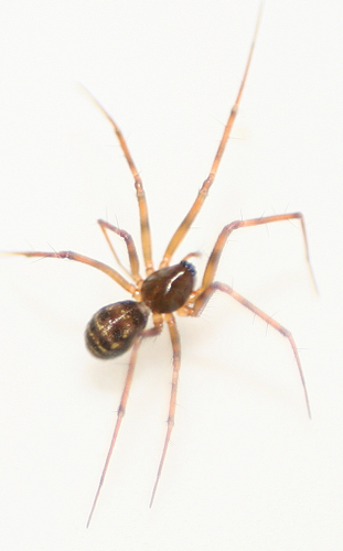 Lepthyphantes leprosus.jpg © Benedikt