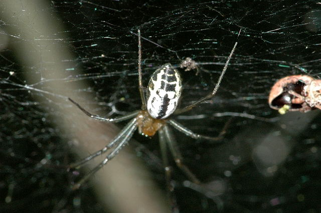 Neriene.emphana.female.jpg © James K. Lindsey