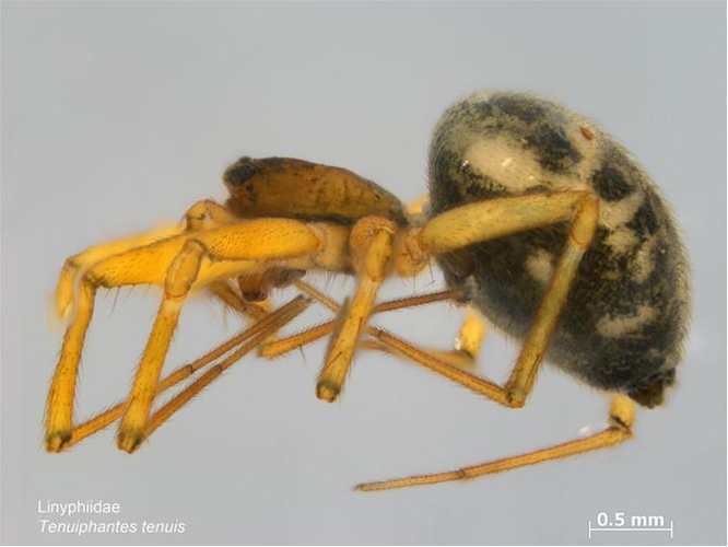 Tenuiphantes tenuis.jpg © Caroline Harding, MPI