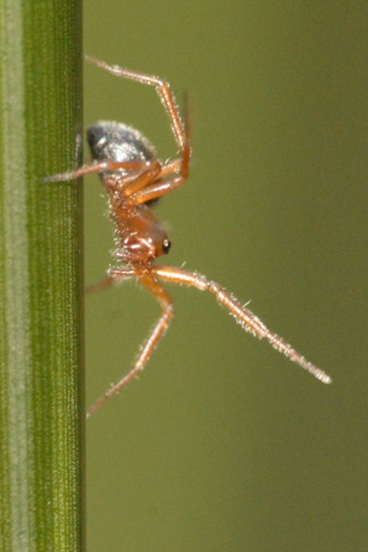Walckenaeria.acuminata2.-.lindsey.jpg © James K. Lindsey
