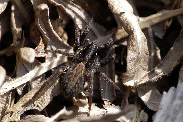 Alopecosa.pulverulenta.female.jpg © James K. Lindsey