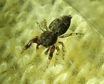 Salticid.061116.2.jpg © Sarefo