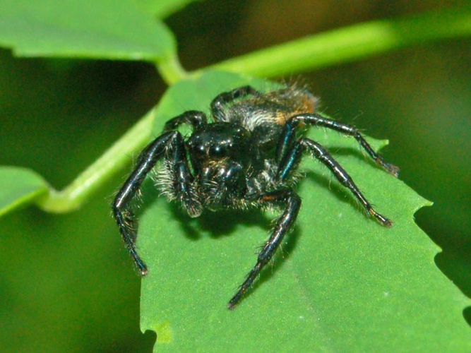 Salticidae - Carrhotus xanthogramma.JPG © Hectonichus
