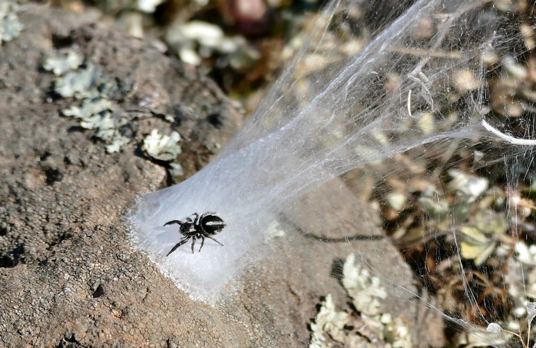 Jumping Spider (Pellenes geniculatus) female on nest ... - Flickr - berniedup.jpg © Bernard DUPONT from FRANCE