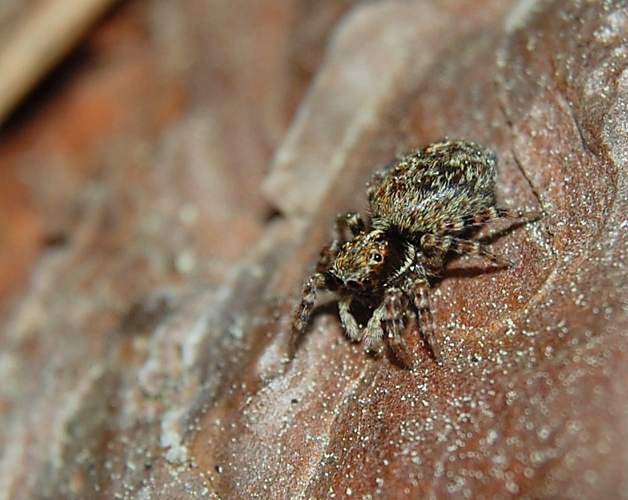 Pseudeuophrys erratica w 080512.jpg © Accipiter (Rainer Altenkamp, Berlin)