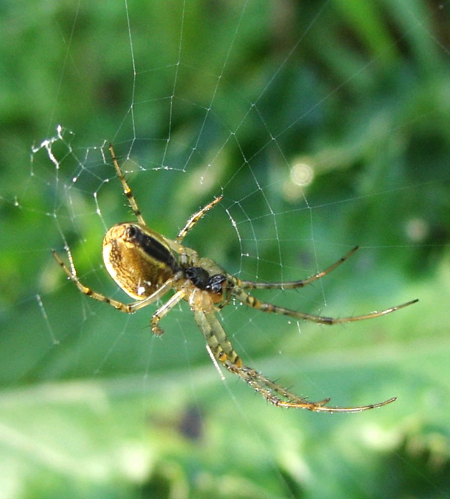 Unknown.araneid.060913.bottom.2.jpg © User:Sarefo