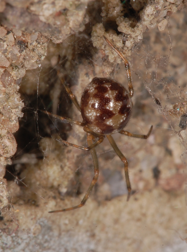 Steatoda fg01.jpg © Fritz Geller-Grimm