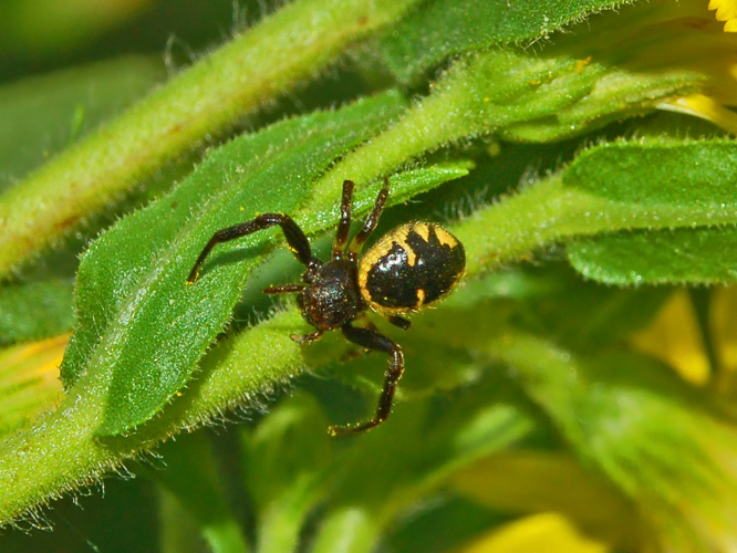 Thomisidae - Synema globosum-2.JPG © Hectonichus