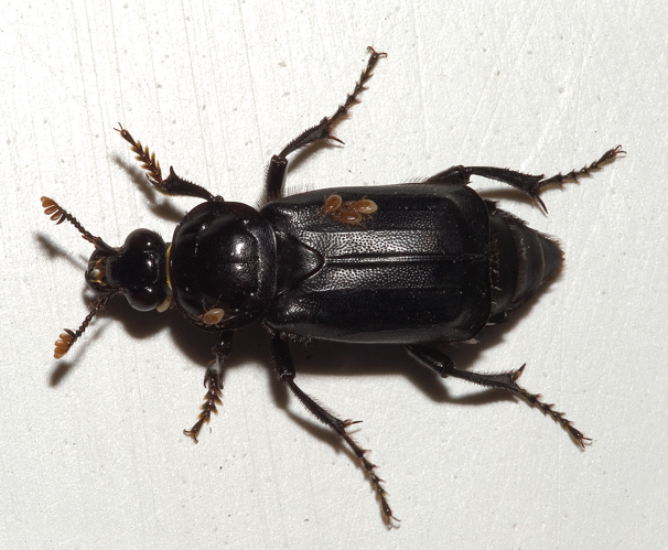 Nicrophorus humator01.jpg © Kulac