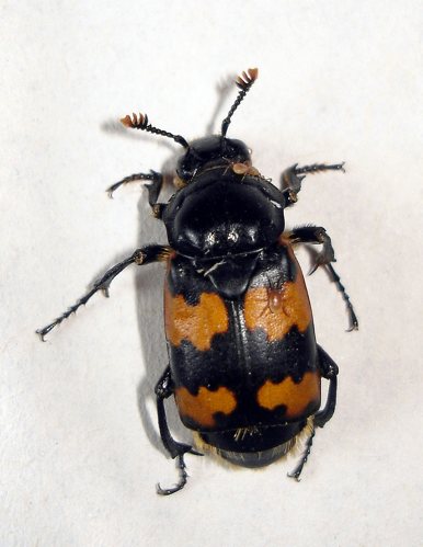 Nicrophorus vespillo 2.jpg © Tlusťa