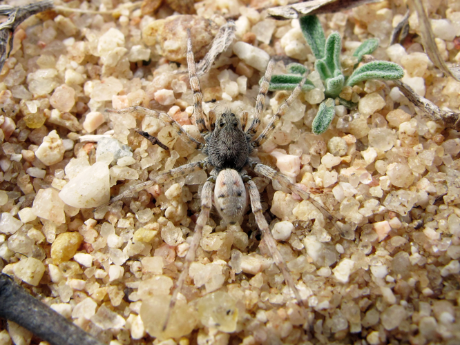 Araña lobo ♂ Arctosa perita (7014305543).jpg © jacilluch