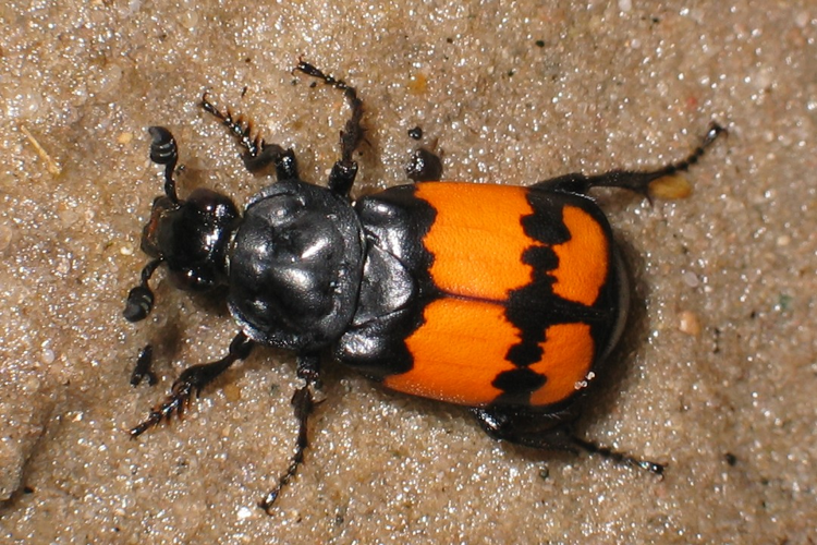 Nicrophorus vespilloides5.jpg © Holger Gröschl