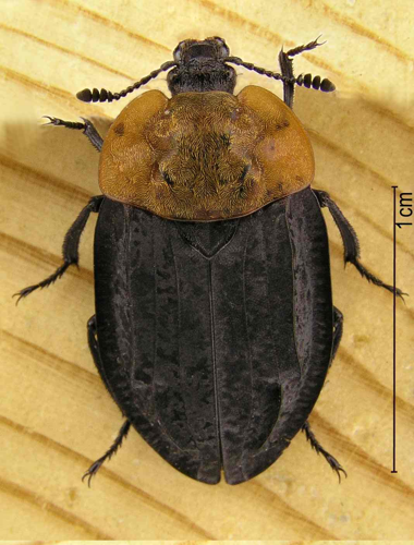 Oiceoptoma thoracicum dors0.jpg © E van Herk