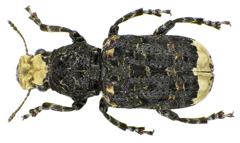 Platyrhinus resinosus up.jpg © Siga