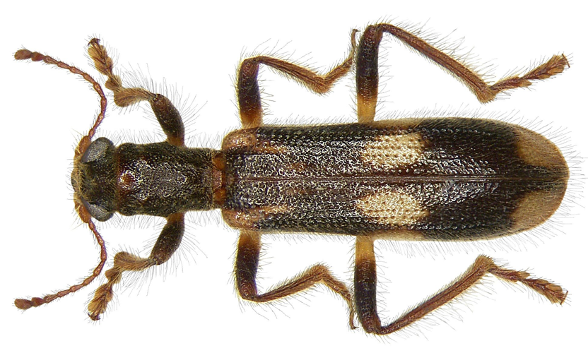 Opilo mollis (Linné, 1758) (3424766558).jpg © Udo Schmidt from Deutschland