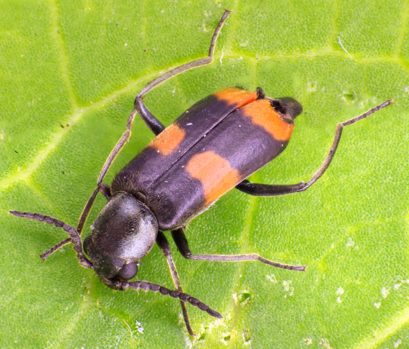 Anthocomus fasciatus male natur.jpg &copy; Siga