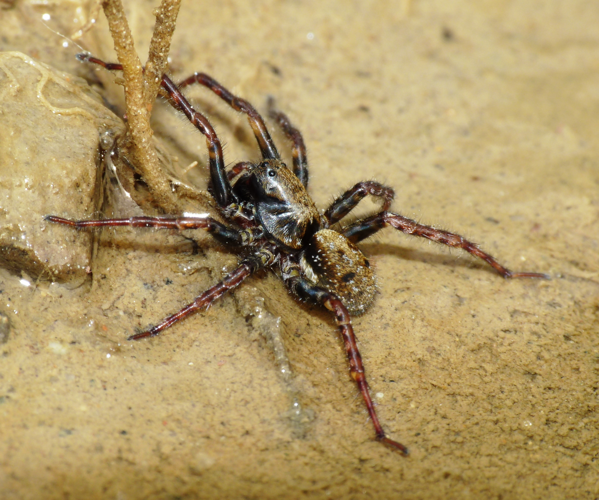 Arctosa leopardus 1.JPG © Lucarelli