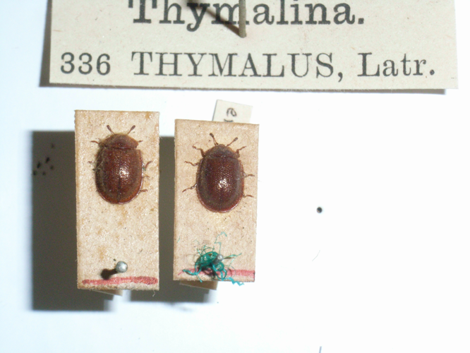 ThymaluslimbatusFabricius1787.JPG © Notafly