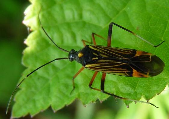 Miris Striatus - kopie.jpg © Sjonnoh