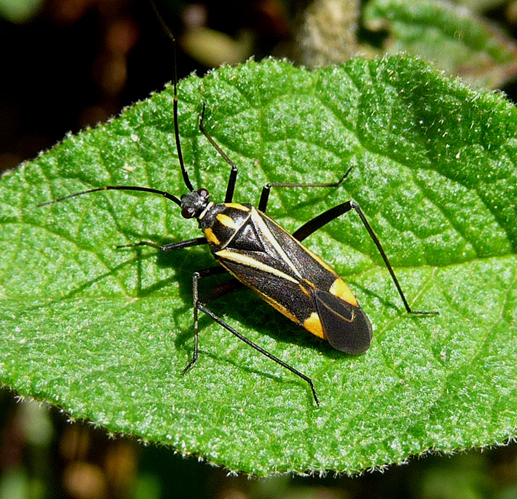 Mirid Bug. Hadrodemus m-flavum - Flickr - gailhampshire.jpg © gailhampshire from Cradley, Malvern, U.K