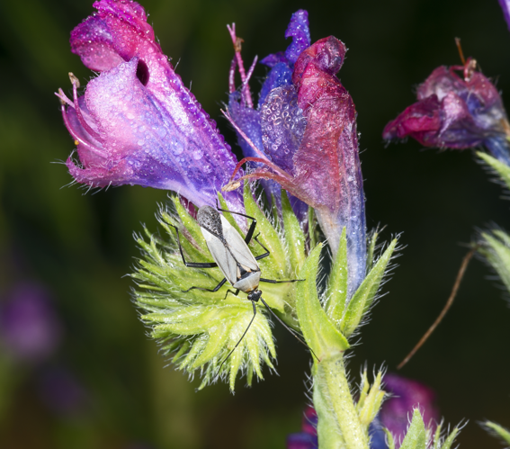 Calocoris nemoralis MHNT.jpg © Didier Descouens