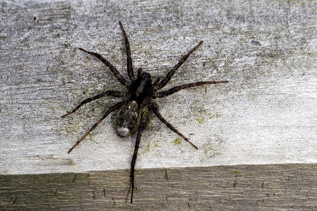Pardosa.pullata.female.jpg © James K. Lindsey