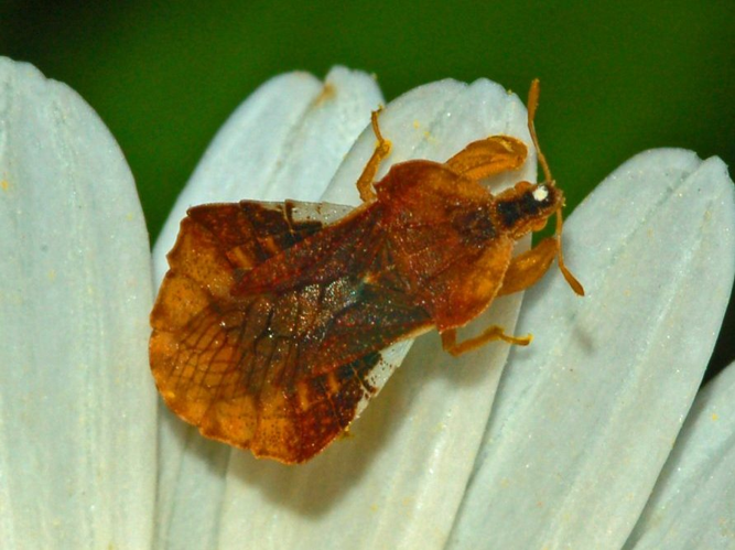 Reduviidae - Phymata crassipes-1.JPG © Hectonichus