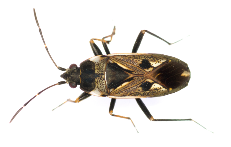 Rhyparochromus vulgaris 9216.jpg © Amada44