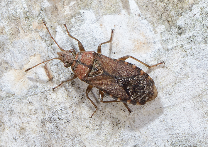 Orsillus depressus.jpg © Lymantria