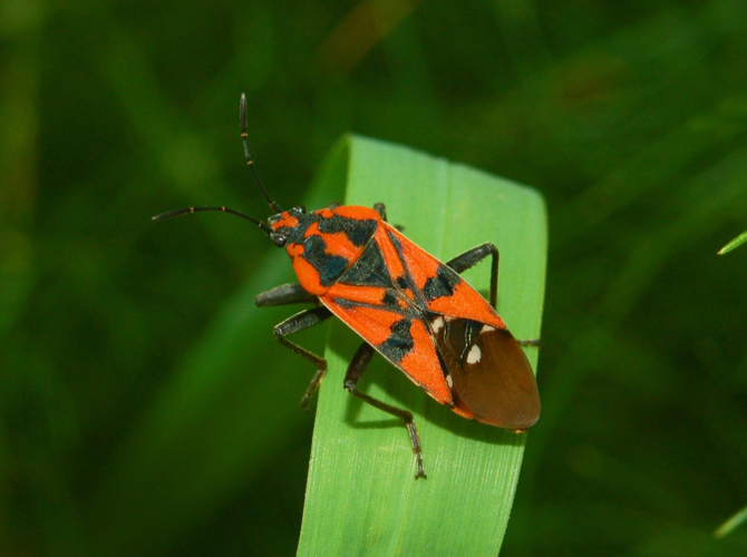 Lygaeidae - Spilostethus pandurus .JPG © Hectonichus